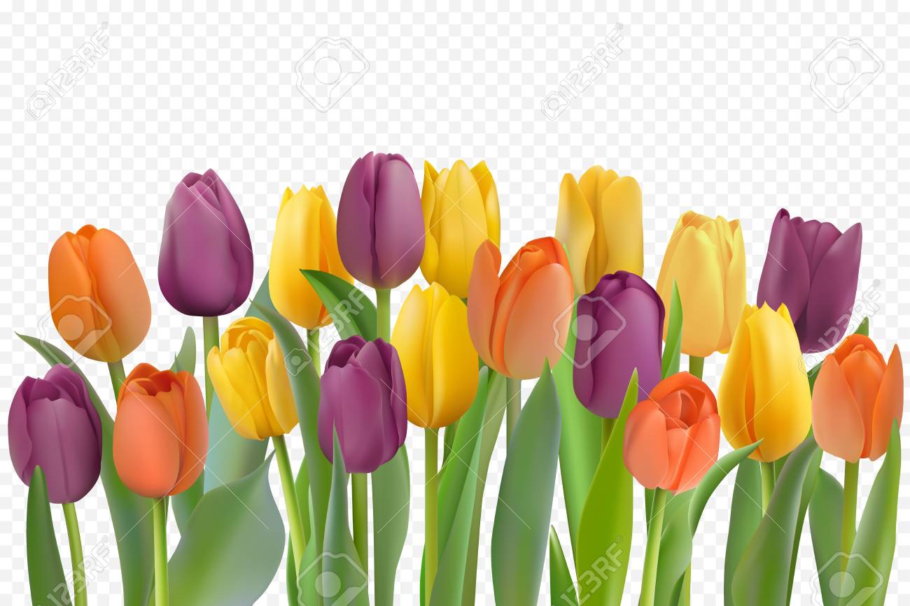 Detail Tulips Transparent Background Nomer 48