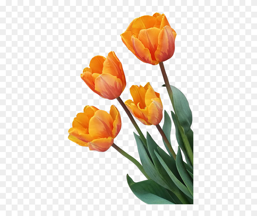 Detail Tulips Transparent Background Nomer 49