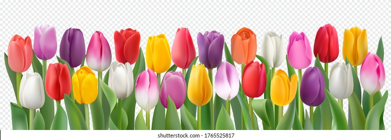 Detail Tulips Transparent Background Nomer 5