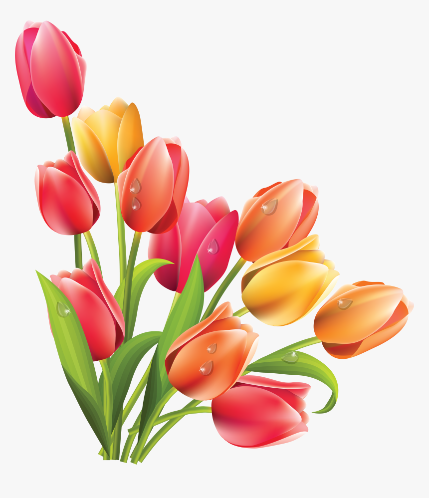 Detail Tulips Transparent Background Nomer 6