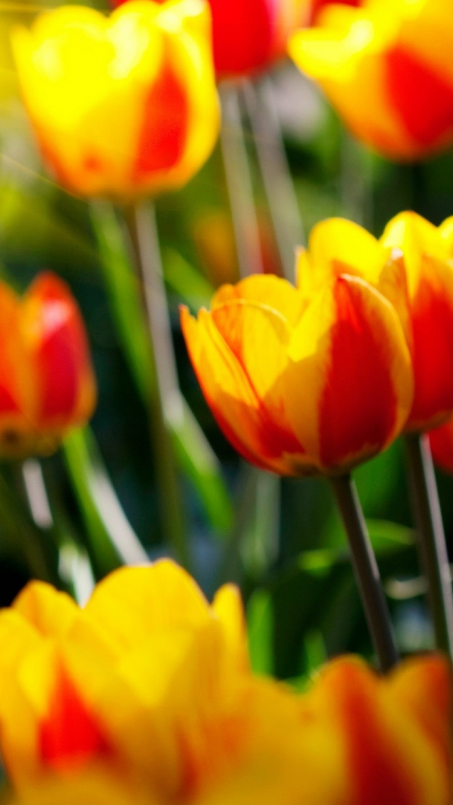 Detail Tulips Wallpaper Iphone Nomer 15