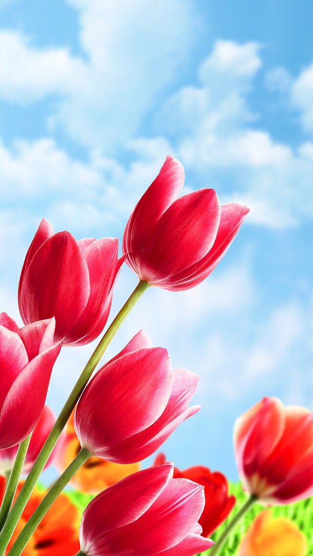 Detail Tulips Wallpaper Iphone Nomer 18