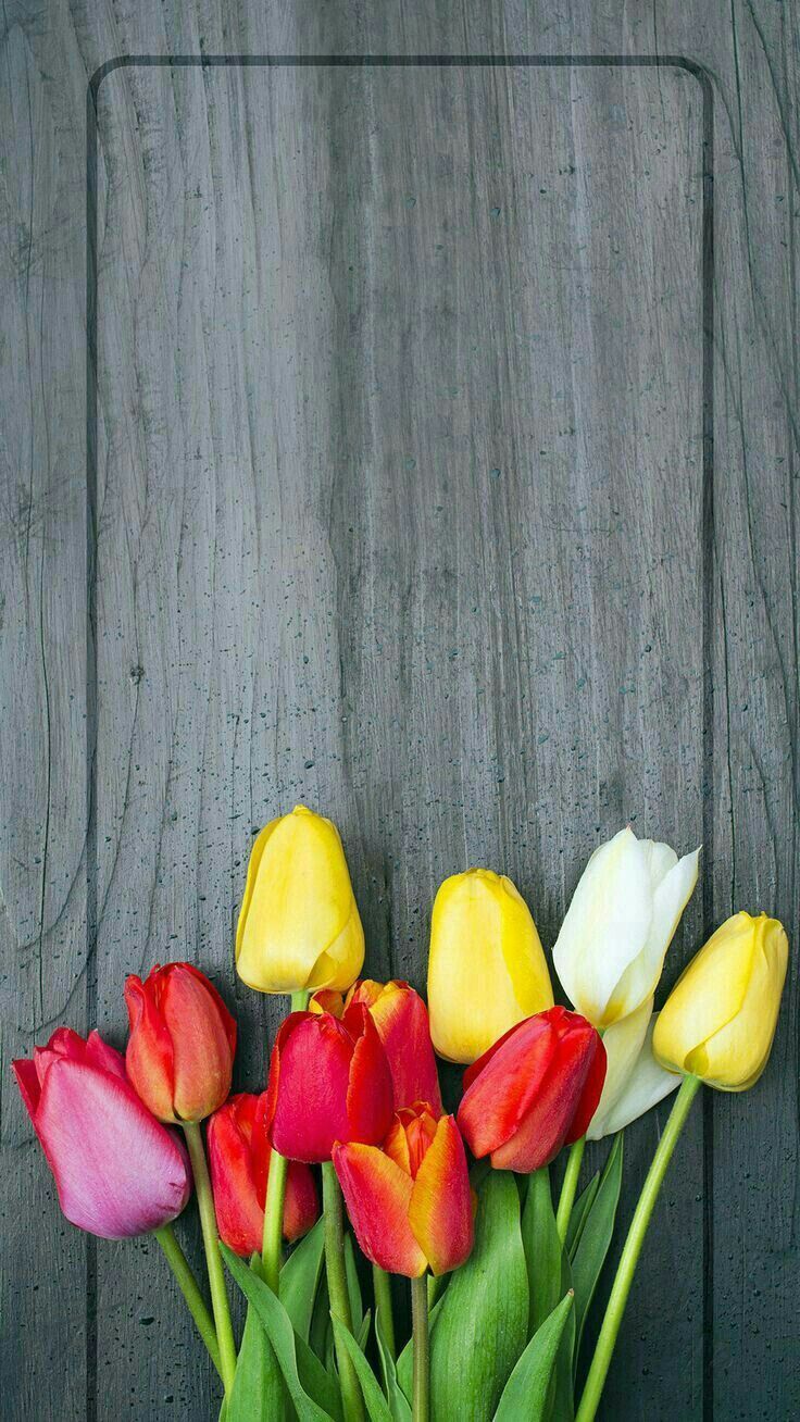 Detail Tulips Wallpaper Iphone Nomer 21