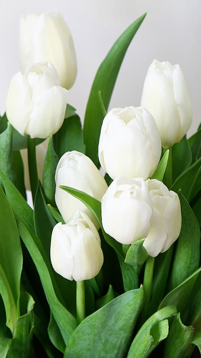 Detail Tulips Wallpaper Iphone Nomer 23