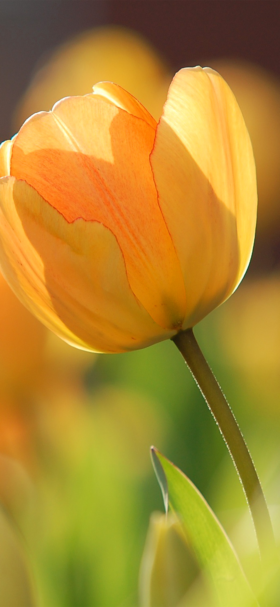 Detail Tulips Wallpaper Iphone Nomer 31