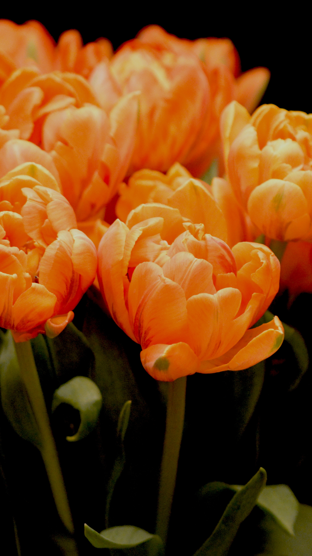 Detail Tulips Wallpaper Iphone Nomer 32