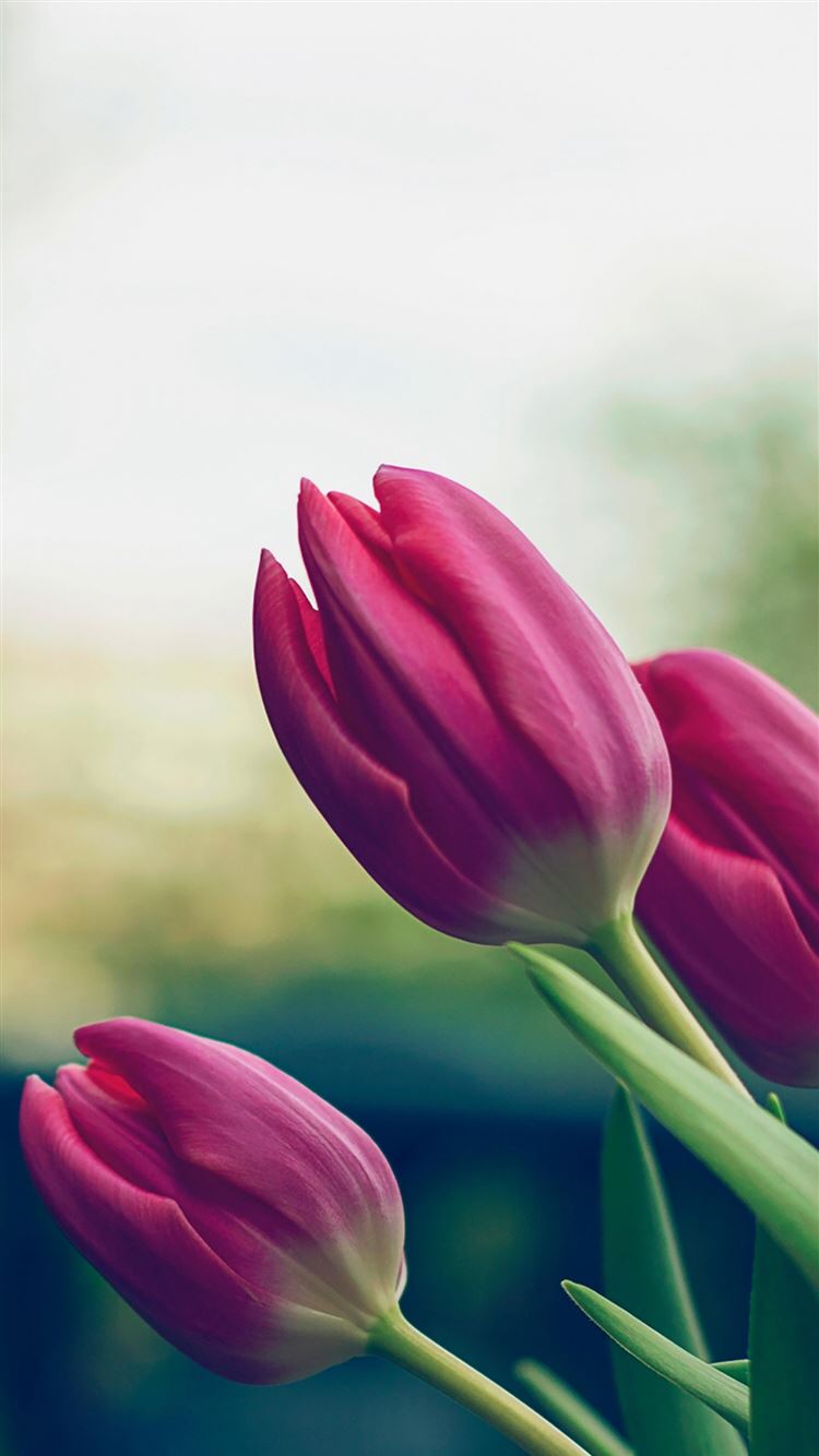 Detail Tulips Wallpaper Iphone Nomer 41