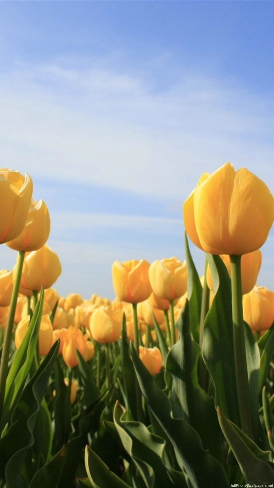 Detail Tulips Wallpaper Iphone Nomer 6