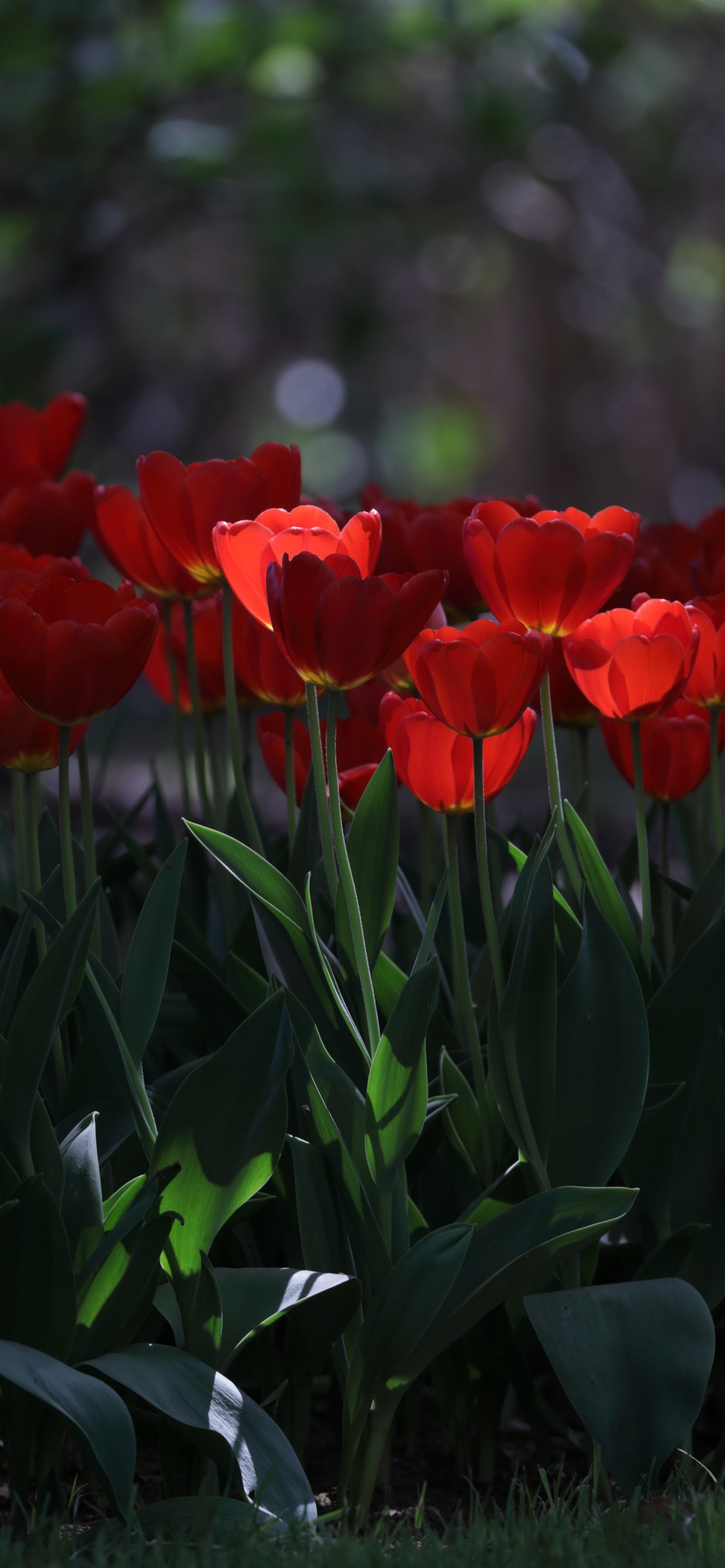 Detail Tulips Wallpaper Iphone Nomer 44