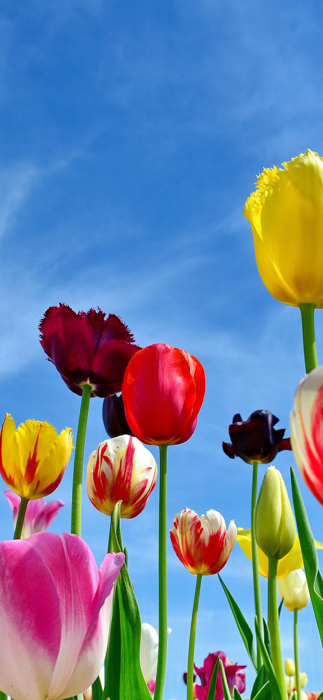 Detail Tulips Wallpaper Iphone Nomer 46