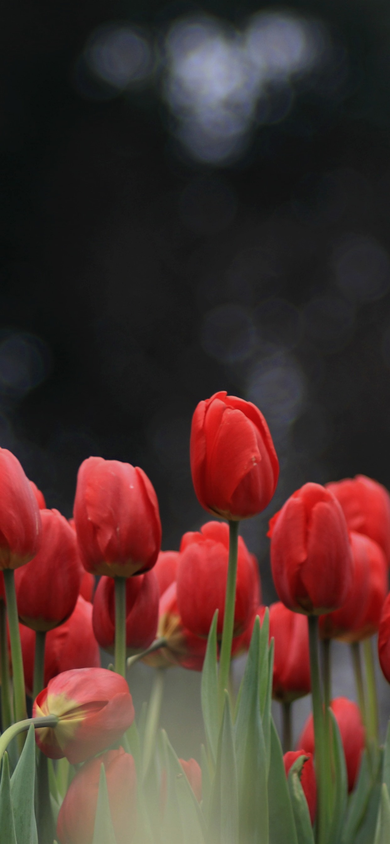 Detail Tulips Wallpaper Iphone Nomer 50