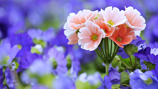 Download Tumblr Background Flower Nomer 42