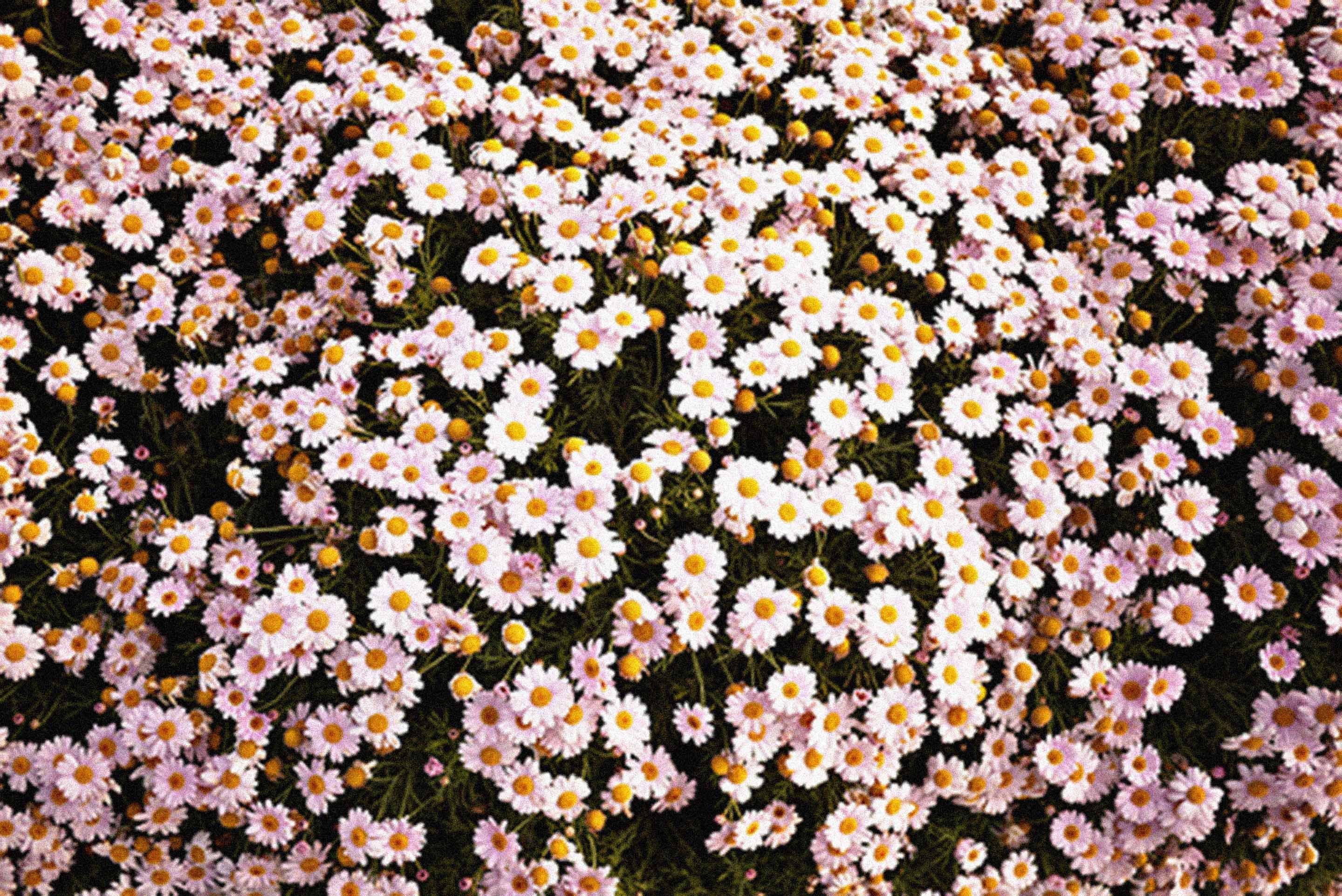 Detail Tumblr Flower Wallpaper Nomer 30