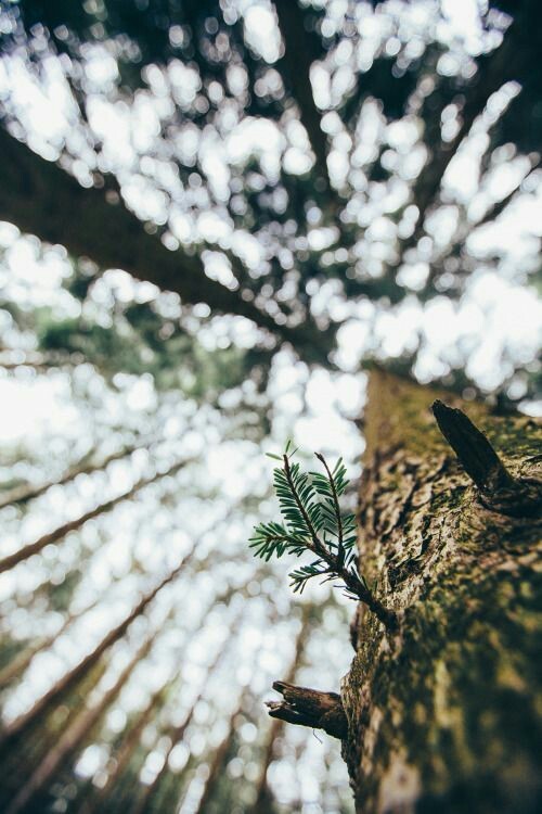 Detail Tumblr Hijau Nomer 32