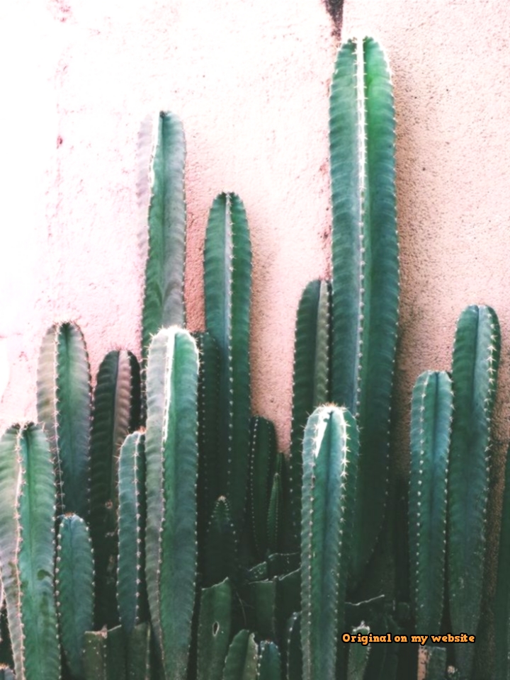 Detail Tumblr Kaktus Nomer 43