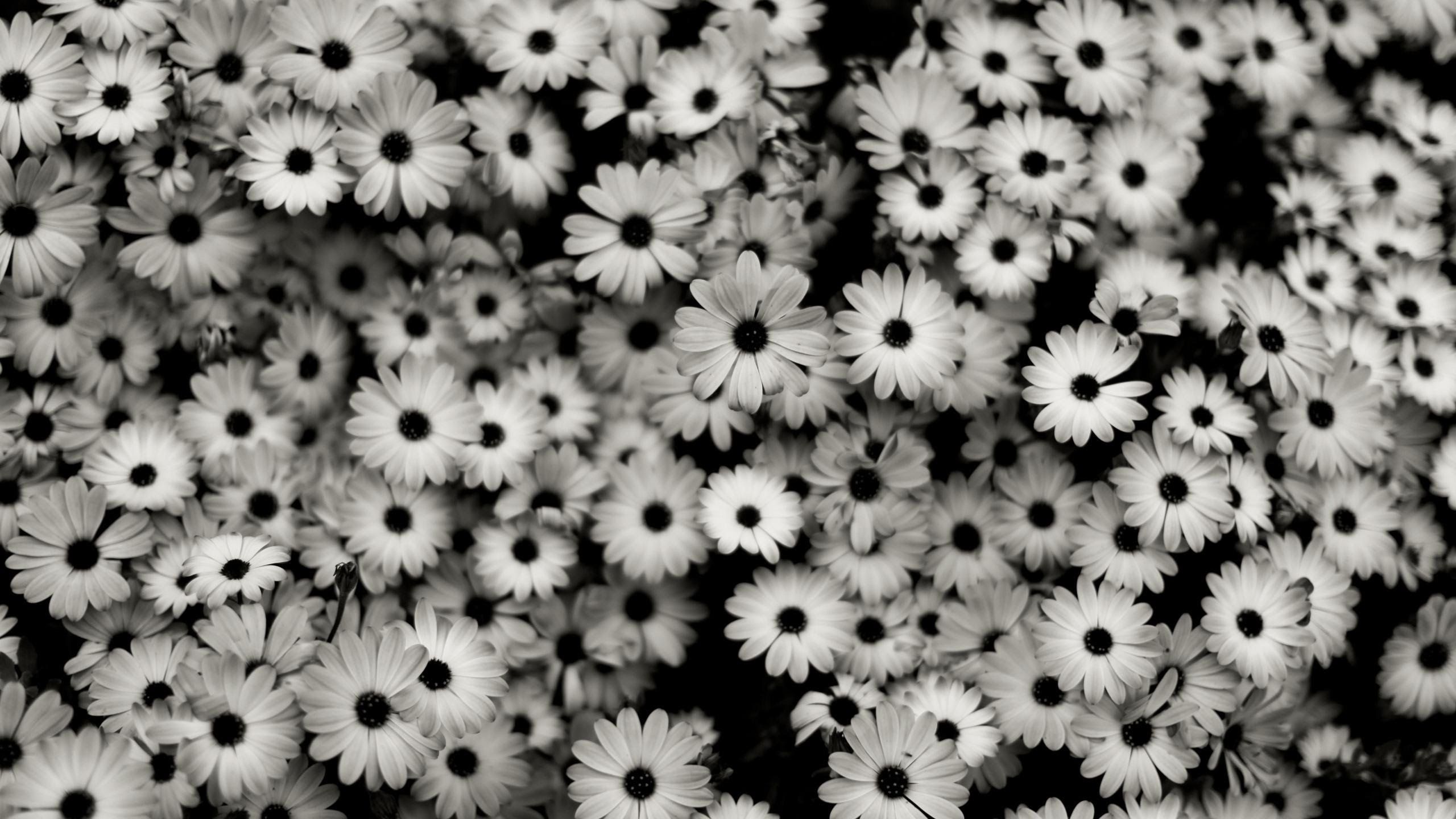 Detail Tumblr Laptop Wallpaper Black And White Nomer 17