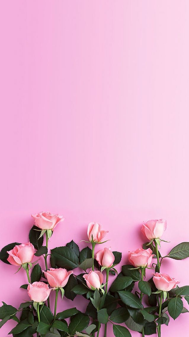 Detail Tumblr Pink Rose Nomer 11