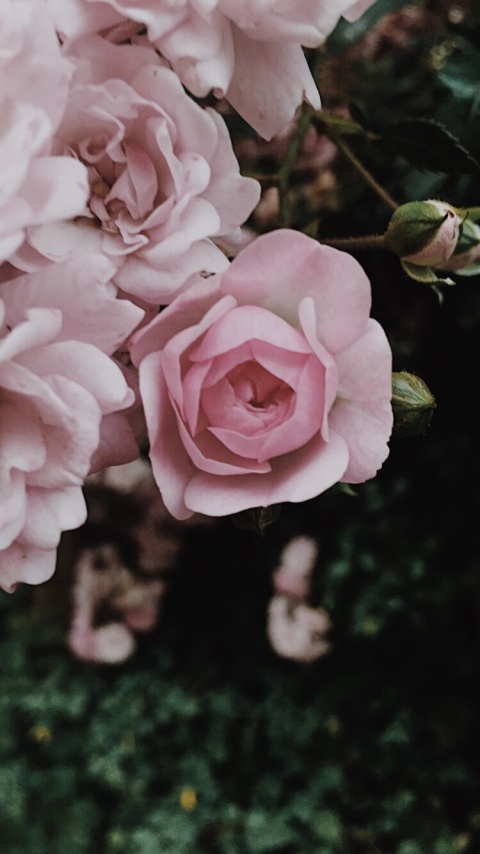 Detail Tumblr Pink Rose Nomer 12