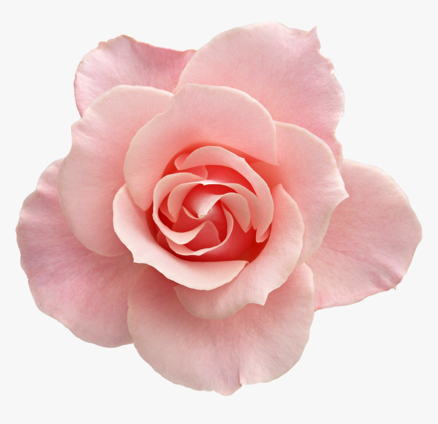 Detail Tumblr Pink Rose Nomer 50