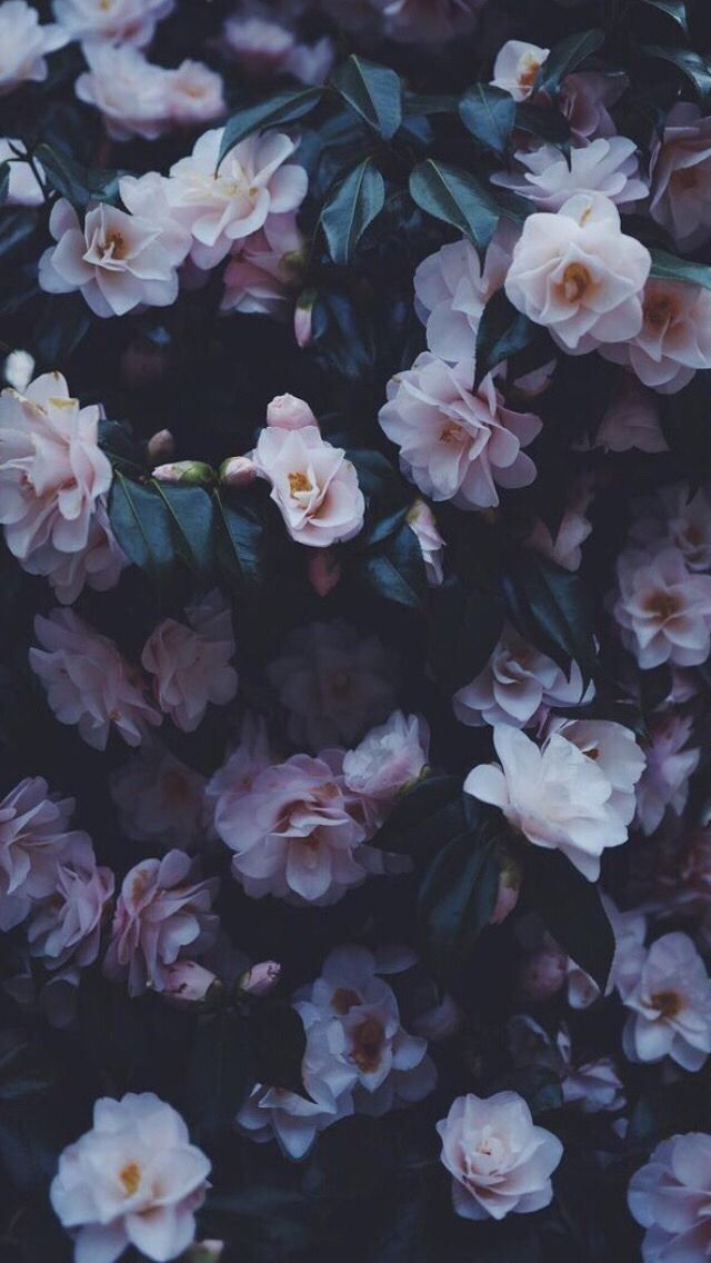 Detail Tumblr Wallpaper Flowers Nomer 21