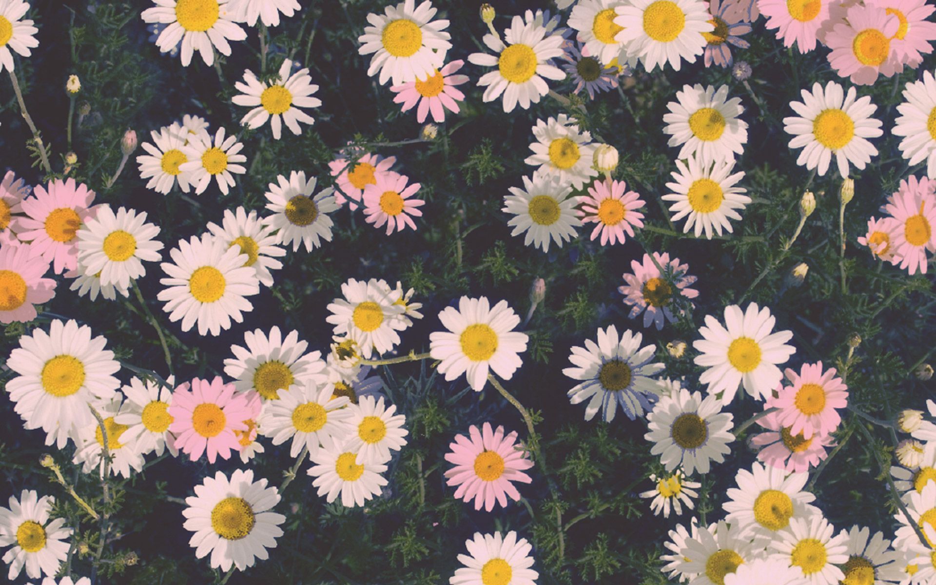 Detail Tumblr Wallpaper Flowers Nomer 29