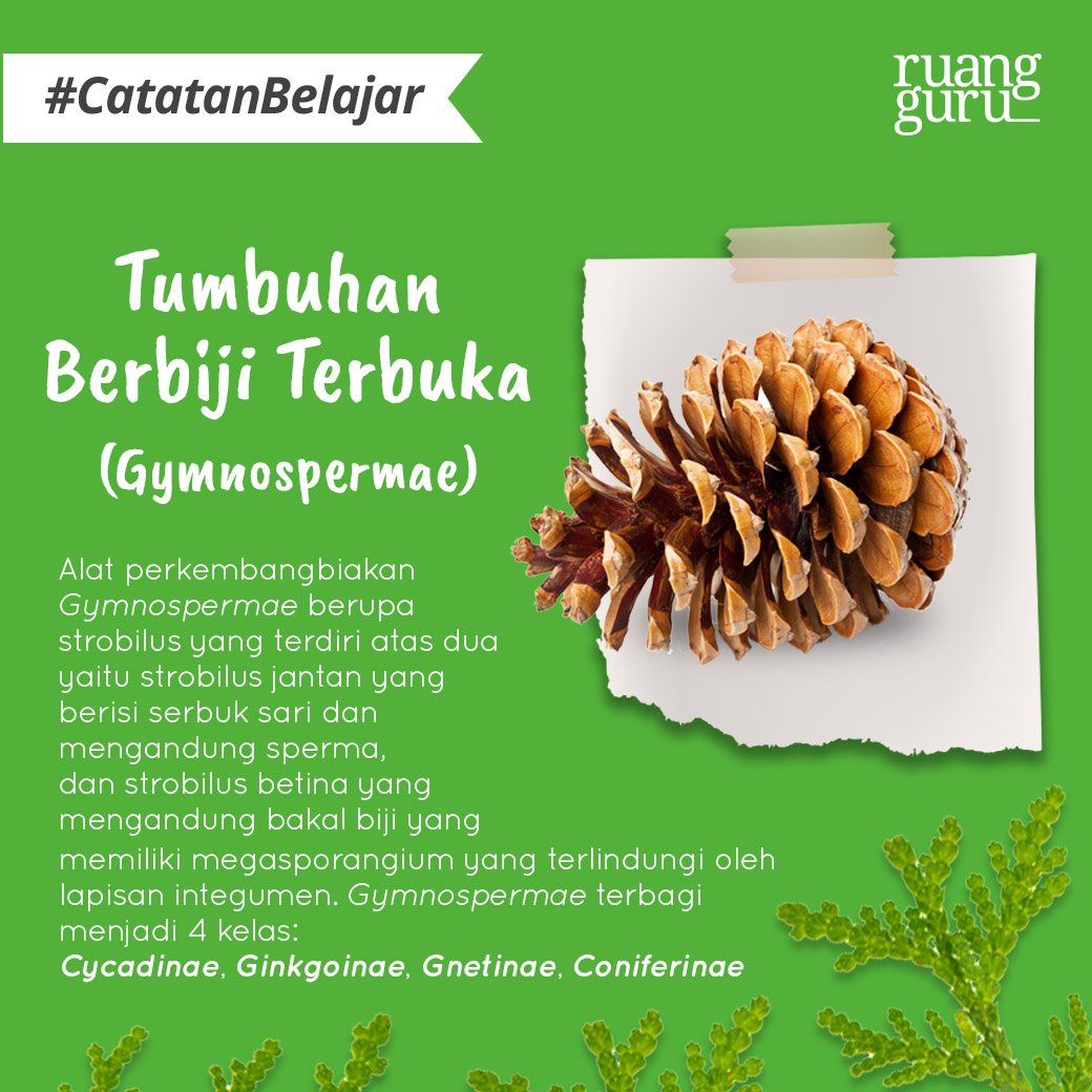 Detail Tumbuhan Berbiji Terbuka Nomer 5