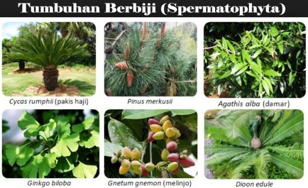 Detail Tumbuhan Berbiji Terbuka Nomer 48