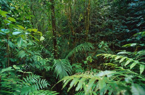 Detail Tumbuhan Di Hutan Hujan Tropis Nomer 14