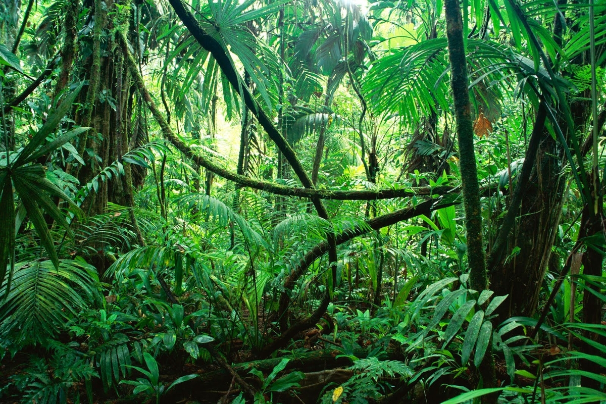 Detail Tumbuhan Di Hutan Hujan Tropis Nomer 23