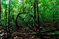 Detail Tumbuhan Di Hutan Hujan Tropis Nomer 28