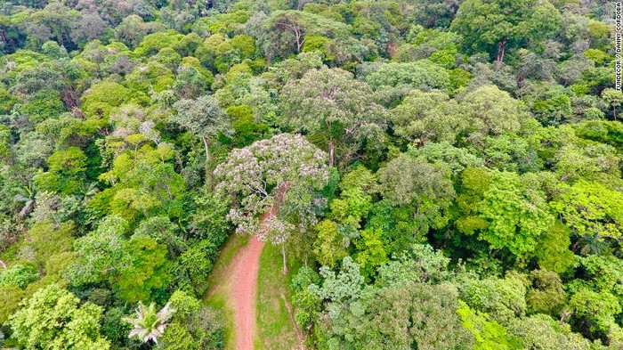 Detail Tumbuhan Di Hutan Hujan Tropis Nomer 33