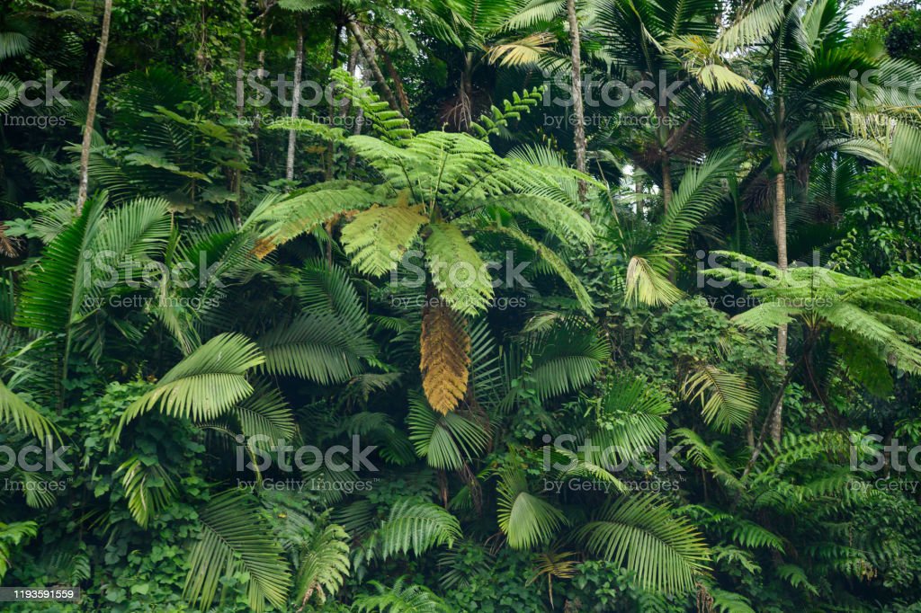 Detail Tumbuhan Di Hutan Hujan Tropis Nomer 42