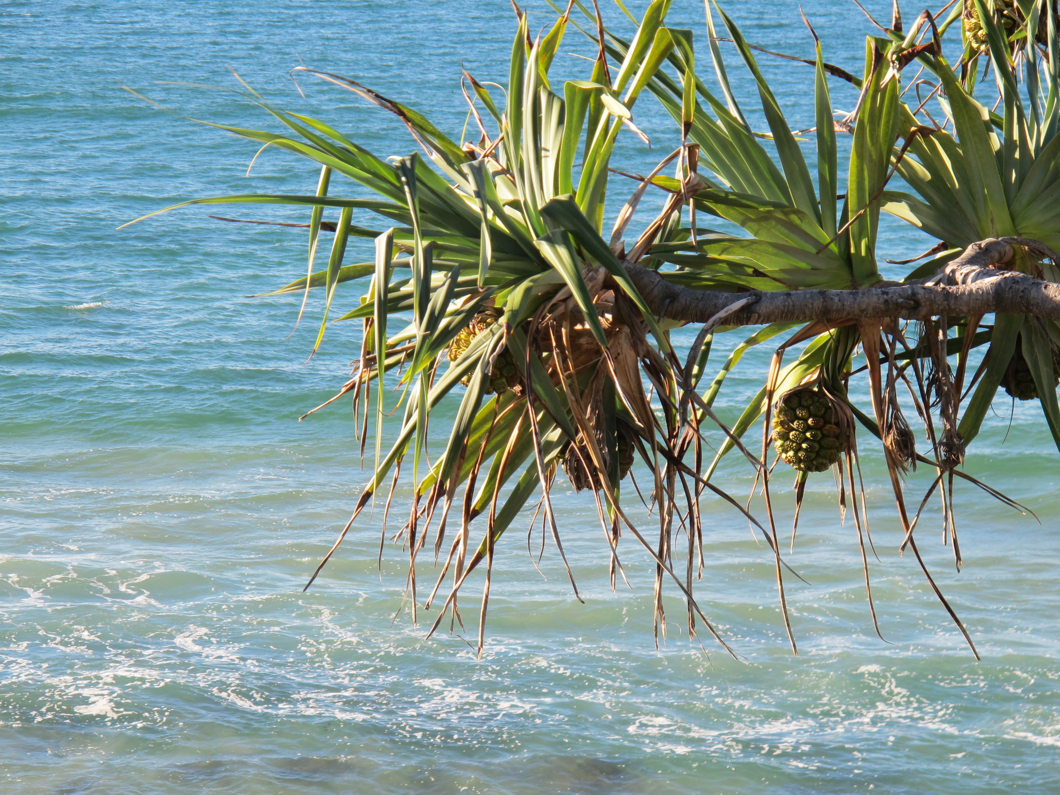 Detail Tumbuhan Di Pantai Nomer 3