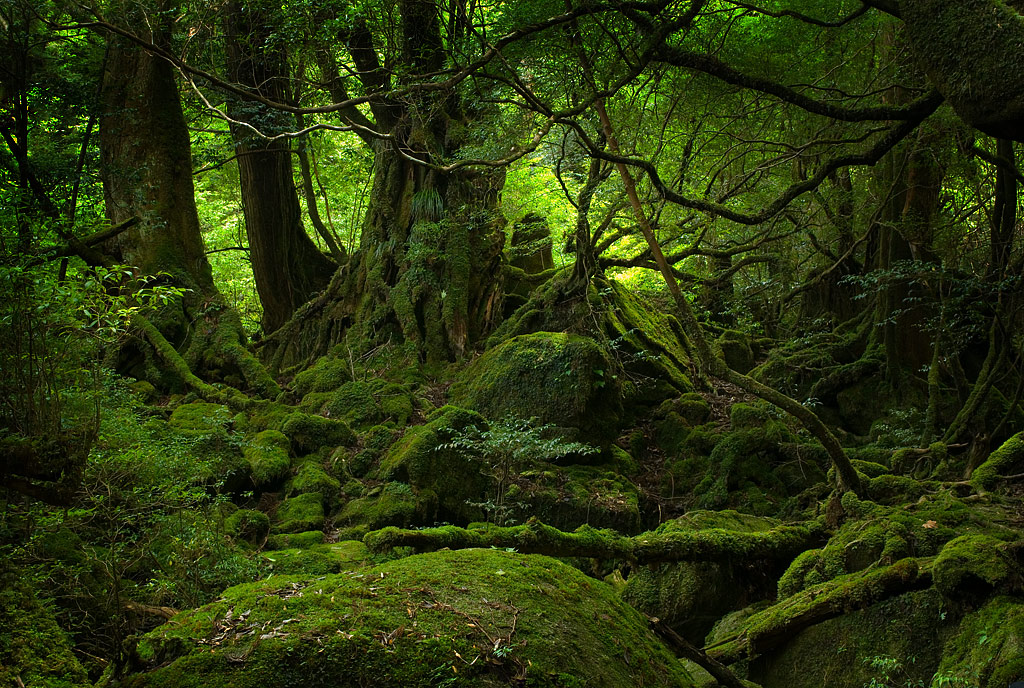 Tumbuhan Hutan Hujan Tropis - KibrisPDR