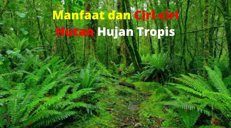 Detail Tumbuhan Hutan Hujan Tropis Nomer 20