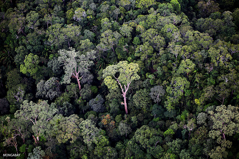 Detail Tumbuhan Hutan Hujan Tropis Nomer 27