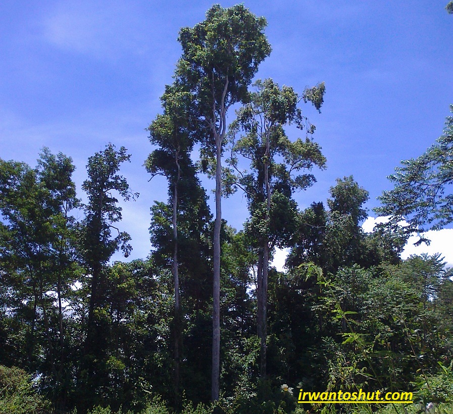 Detail Tumbuhan Hutan Hujan Tropis Nomer 30