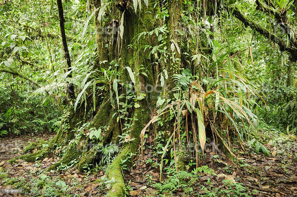 Detail Tumbuhan Hutan Hujan Tropis Nomer 32