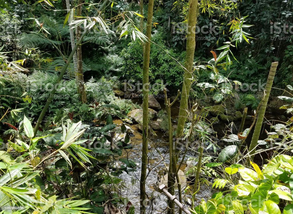 Detail Tumbuhan Hutan Hujan Tropis Nomer 34