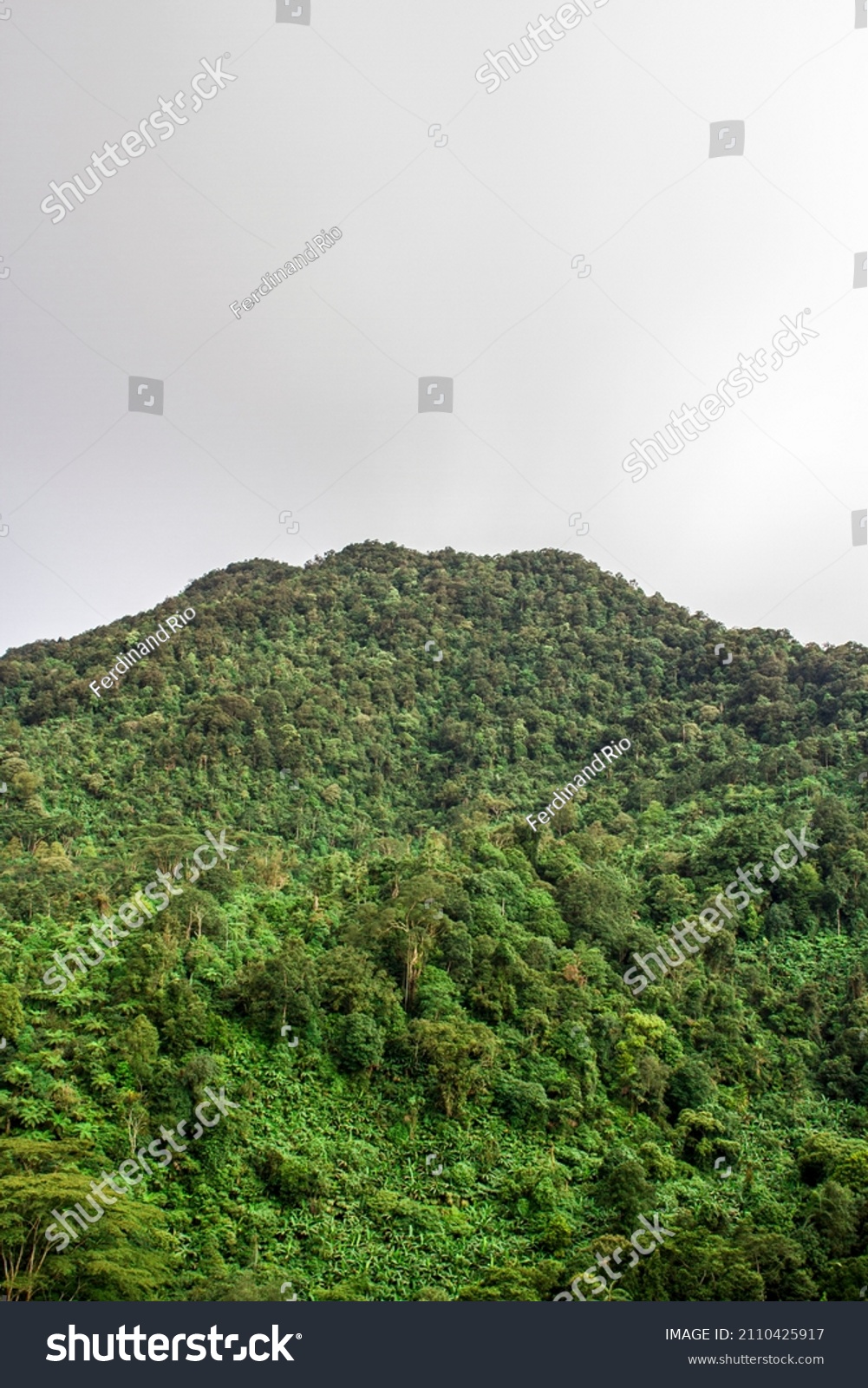 Detail Tumbuhan Hutan Hujan Tropis Nomer 41