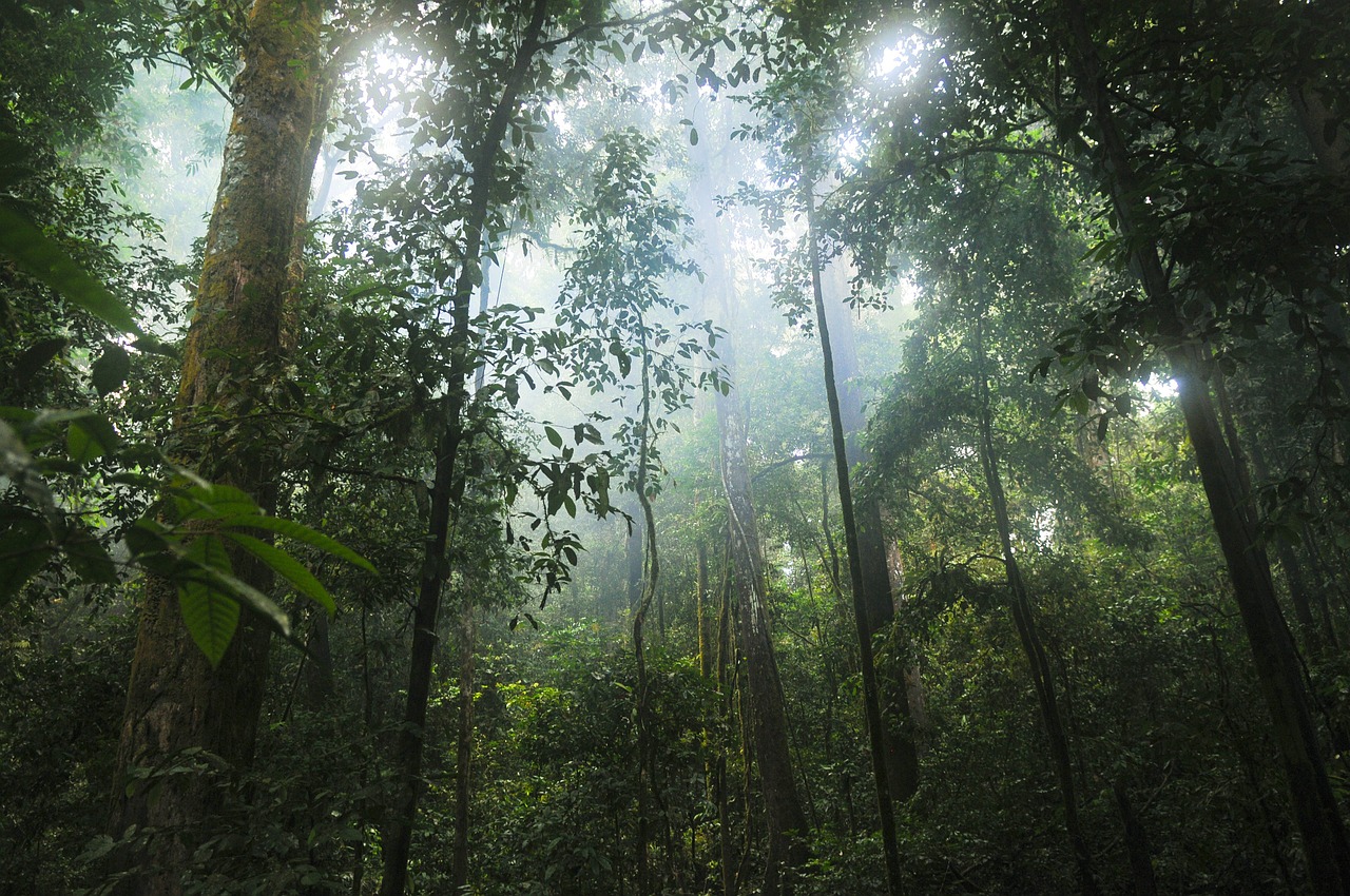Detail Tumbuhan Hutan Hujan Tropis Nomer 43