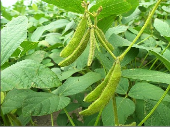 Detail Tumbuhan Kacang Kedelai Nomer 10