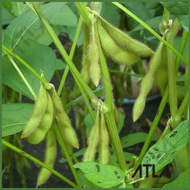 Detail Tumbuhan Kacang Kedelai Nomer 4