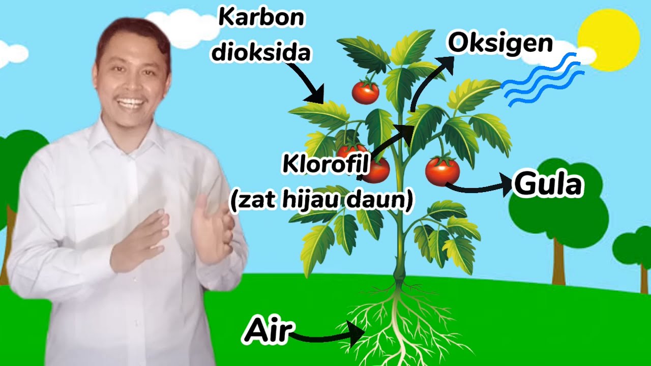 Tumbuhan Memasak Makanannya Di - KibrisPDR