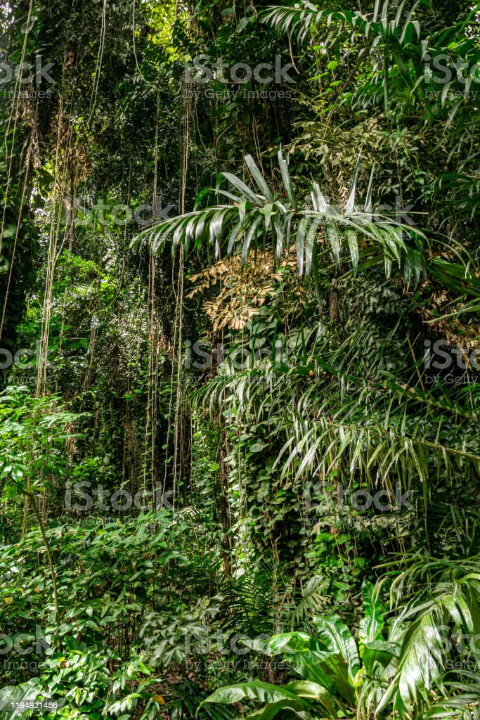 Detail Tumbuhan Merambat Di Hutan Nomer 2