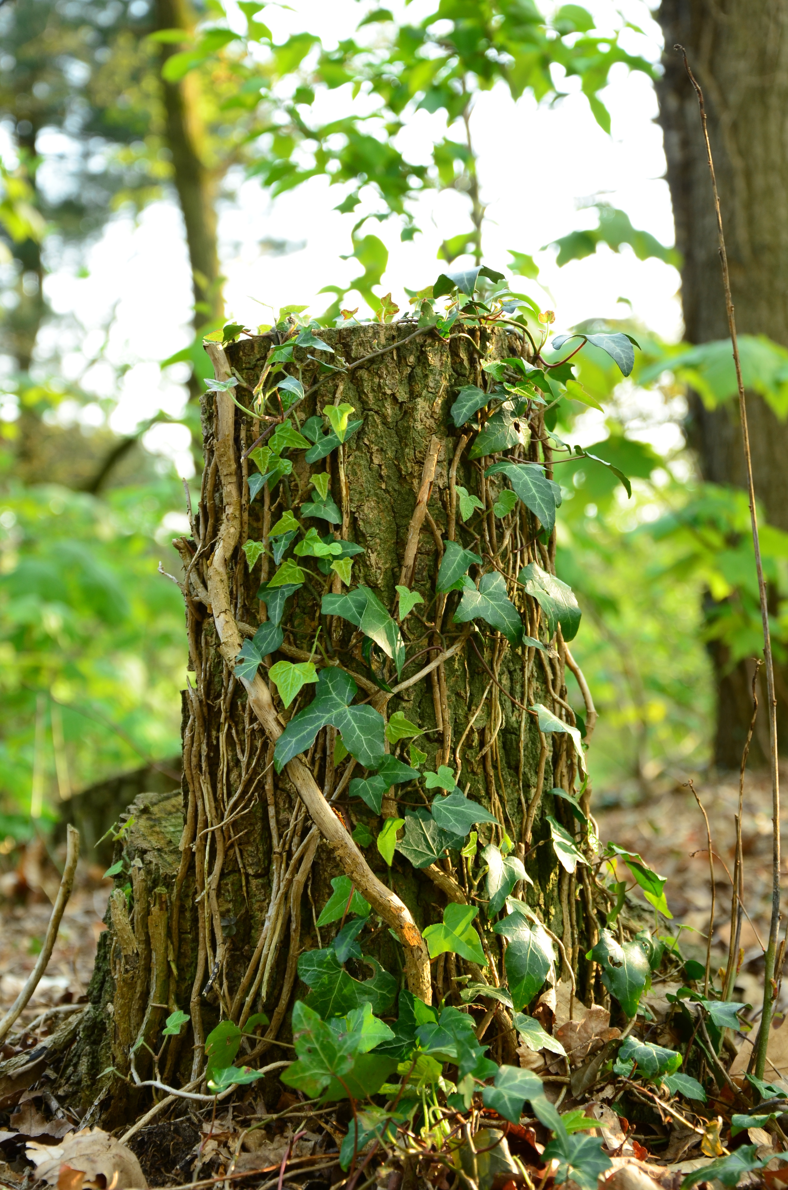 Detail Tumbuhan Merambat Di Hutan Nomer 4