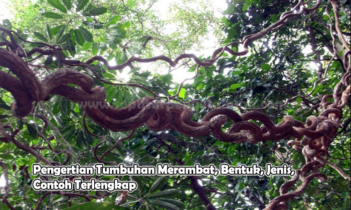 Detail Tumbuhan Merambat Di Hutan Nomer 6