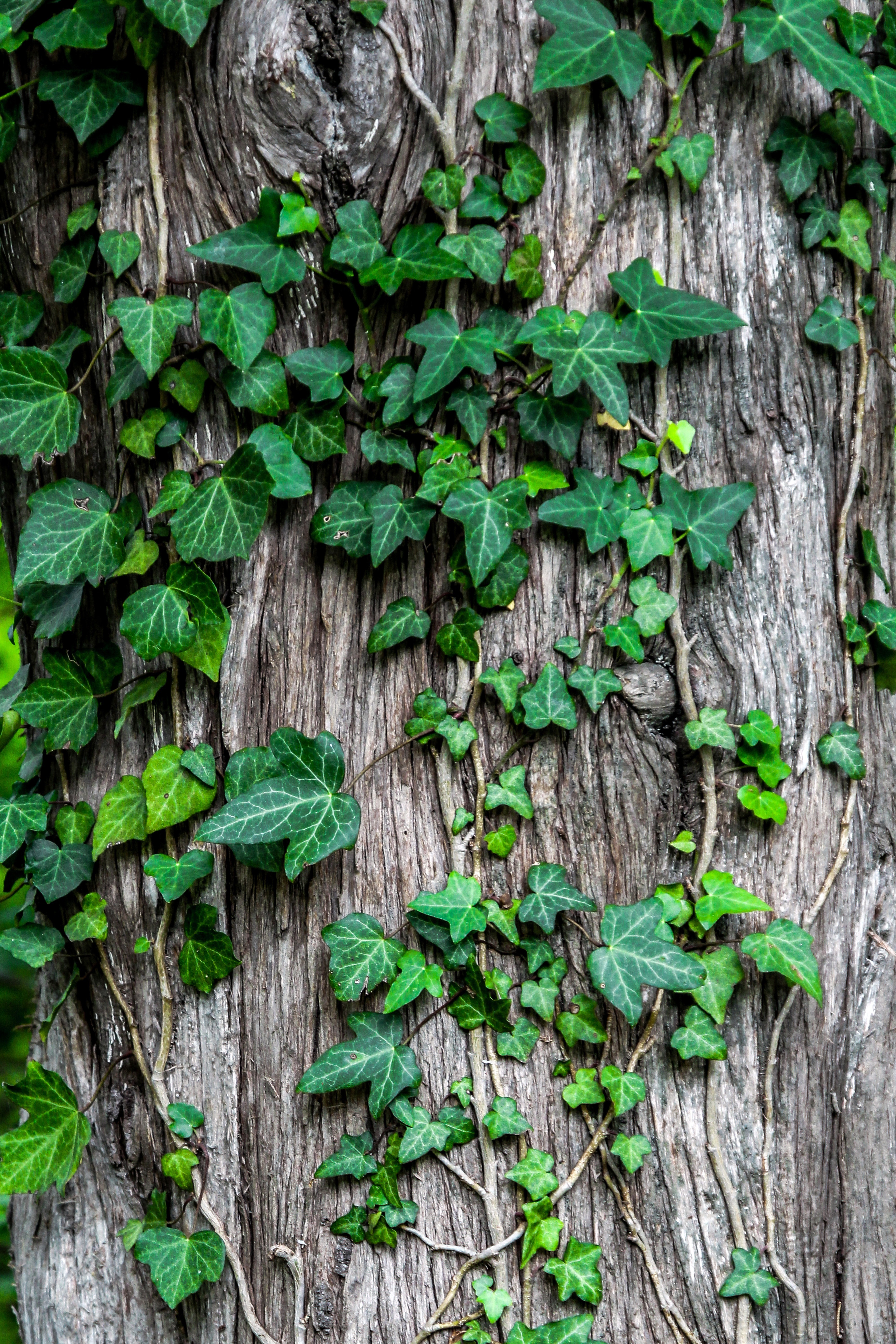 Detail Tumbuhan Merambat Di Hutan Nomer 7