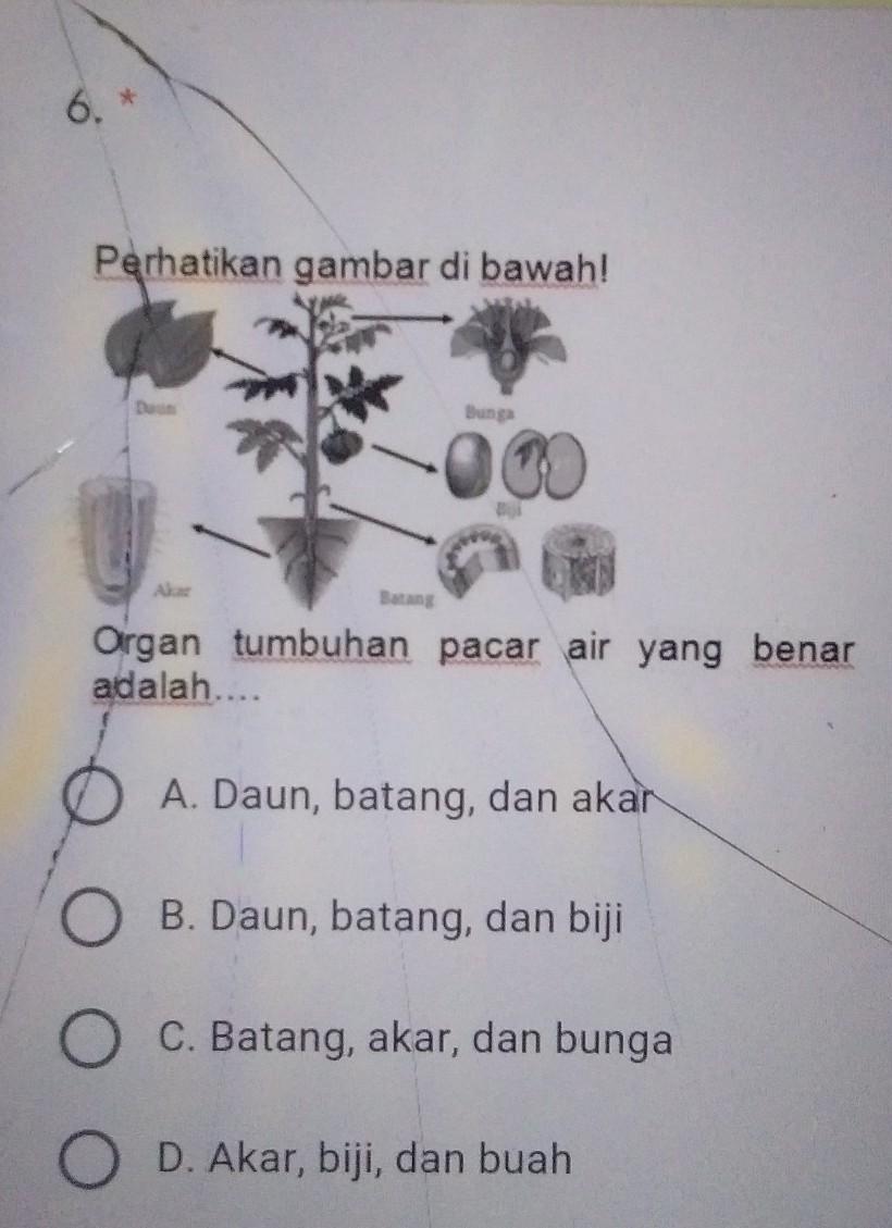 Detail Tumbuhan Pacar Air Utuh Gambar Keterangan Nomer 4