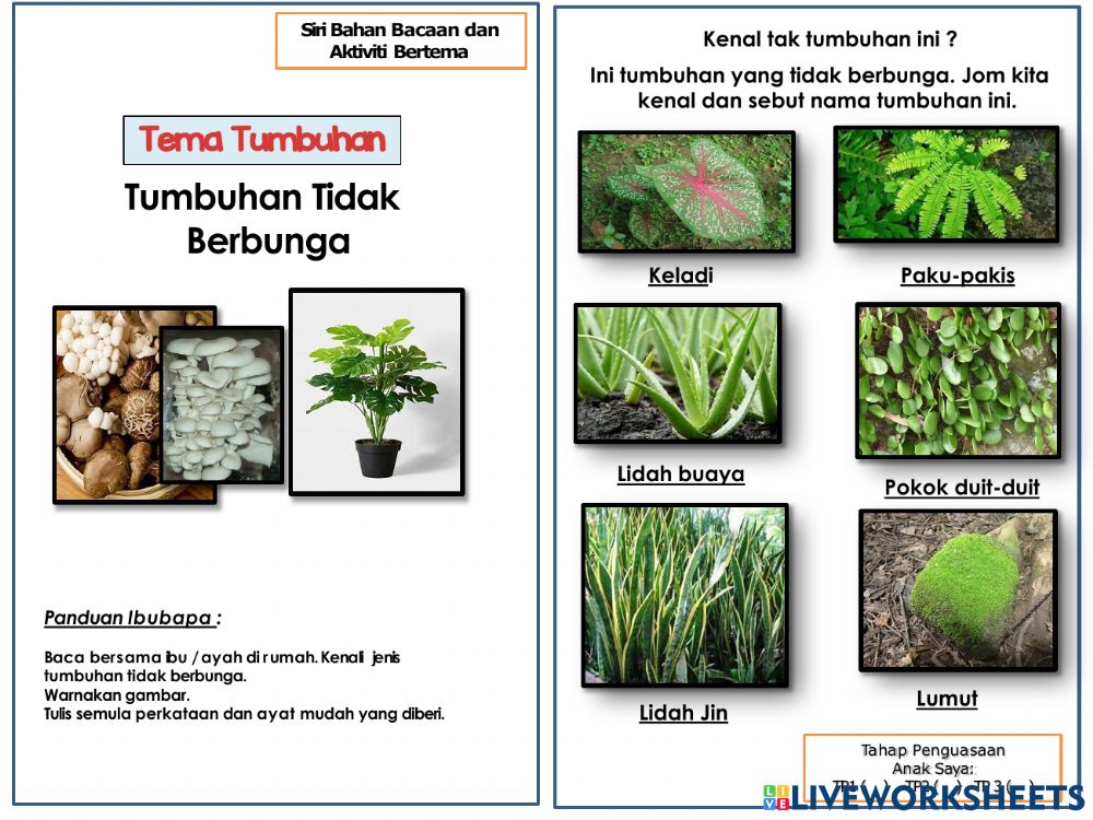 Tumbuhan Tidak Berbunga - KibrisPDR